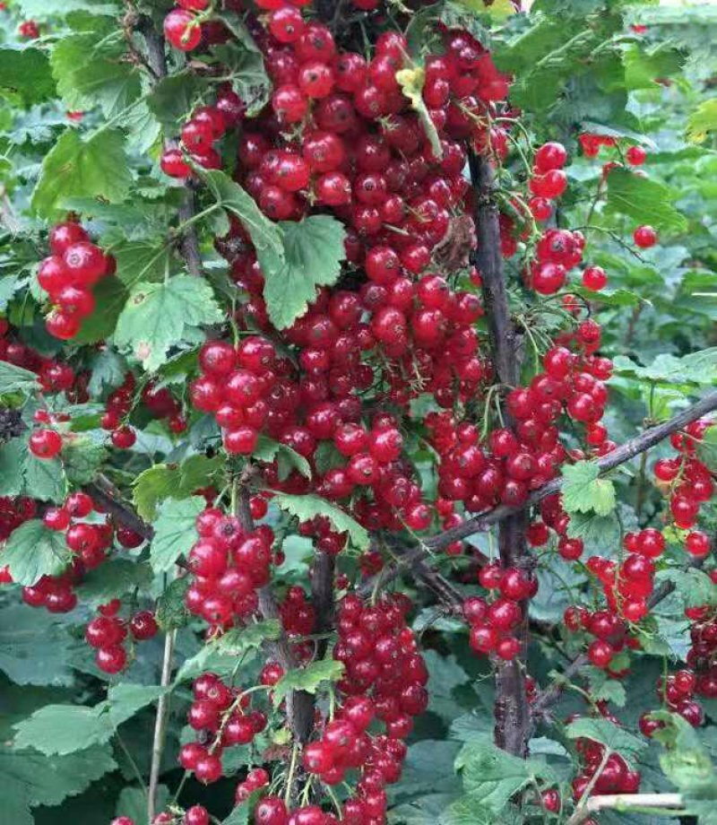 红加仑苗红醋栗莓苗红豆果苗当年挂果大苗！