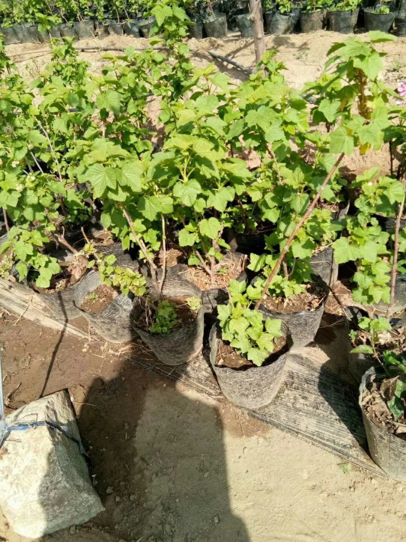 黑加仑苗树葡萄苗大果粒黑豆苗醋栗莓苗一到四年大苗