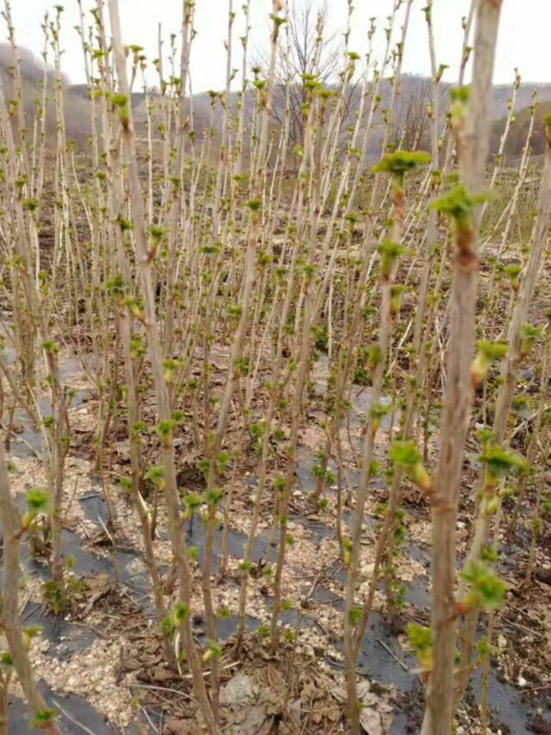 黑加仑苗树葡萄苗大果粒黑豆苗醋栗莓苗一到四年大苗