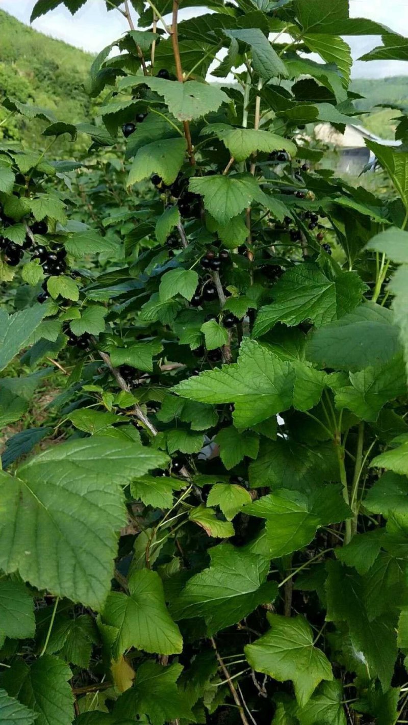 黑加仑苗树葡萄苗大果粒黑豆苗醋栗莓苗一到四年大苗