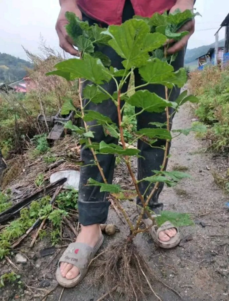 黑加仑苗树葡萄苗大果粒黑豆苗醋栗莓苗一到四年大苗