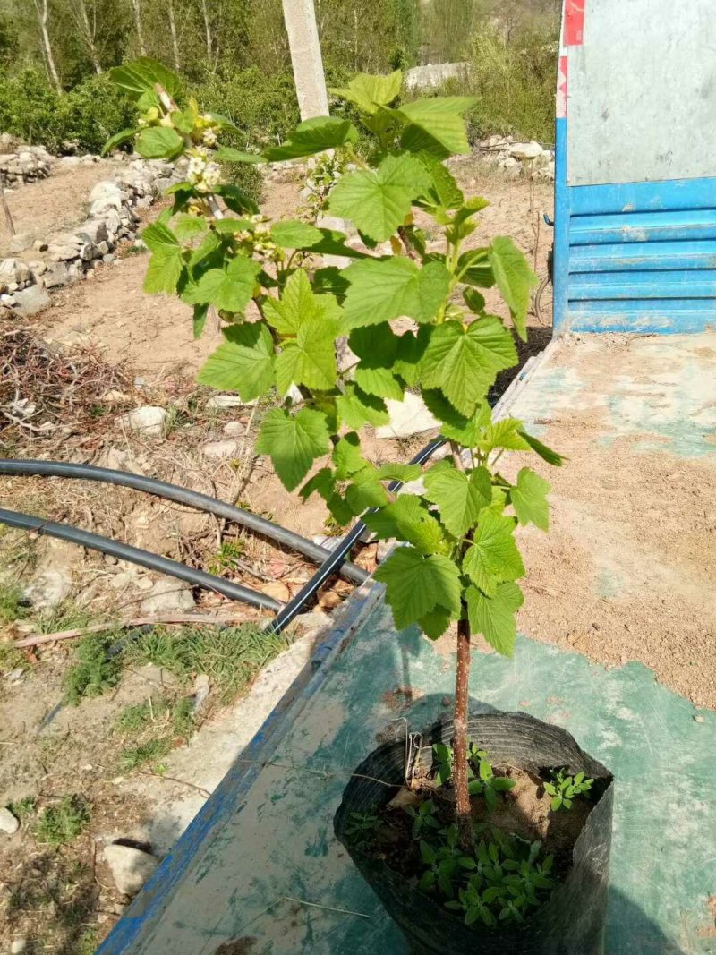 黑加仑苗树葡萄苗大果粒黑豆苗醋栗莓苗一到四年大苗