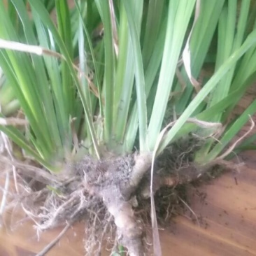 野生石菖蒲苗，需要的联系