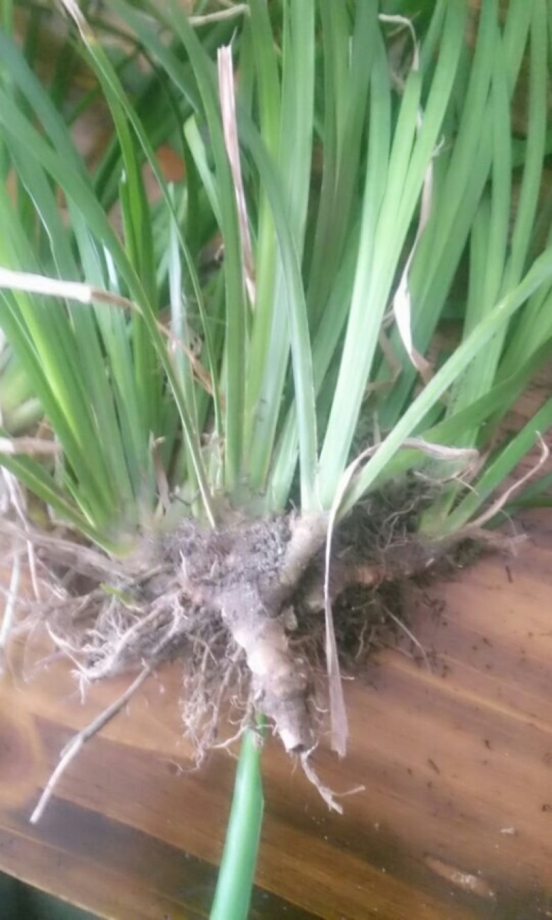 野生石菖蒲苗，需要的联系