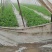 合江空心菜苗空心菜种苗