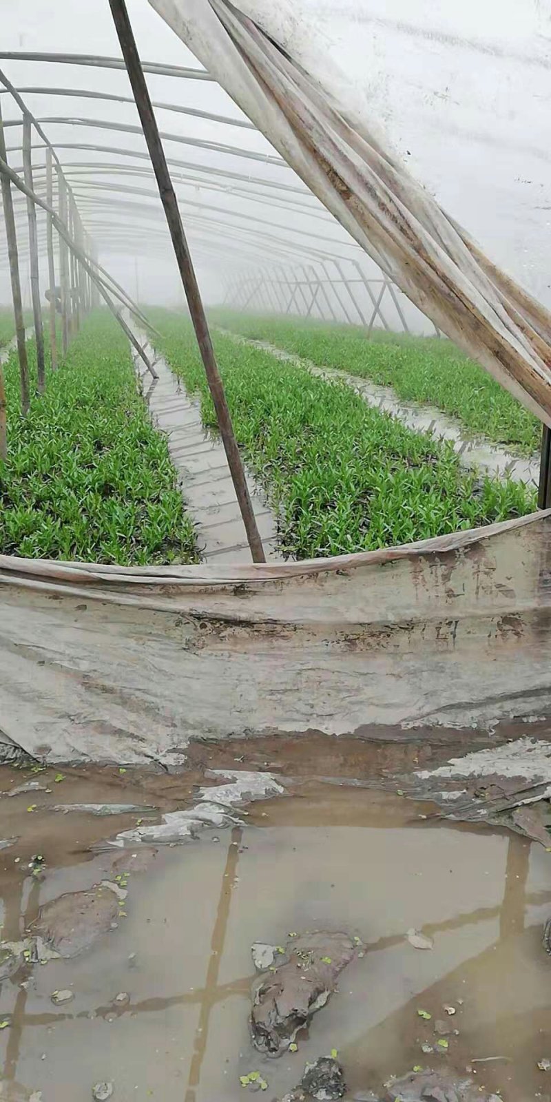 合江空心菜苗空心菜种苗