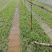 合江空心菜苗空心菜种苗