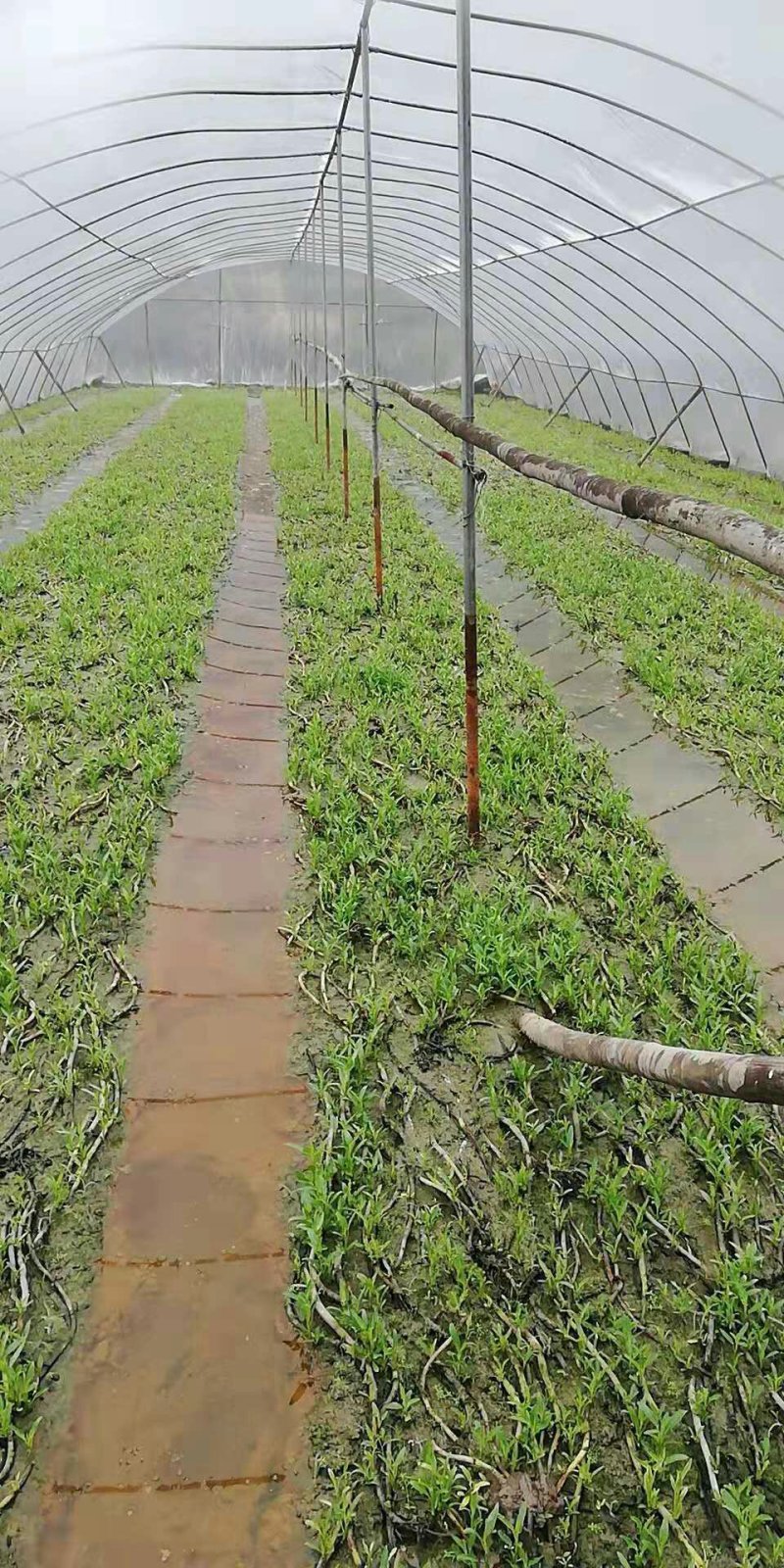 合江空心菜苗空心菜种苗