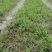 合江空心菜苗空心菜种苗