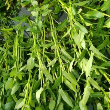合江空心菜苗空心菜种苗