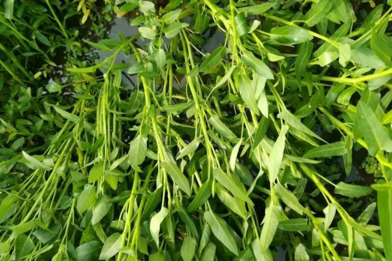 合江空心菜苗空心菜种苗