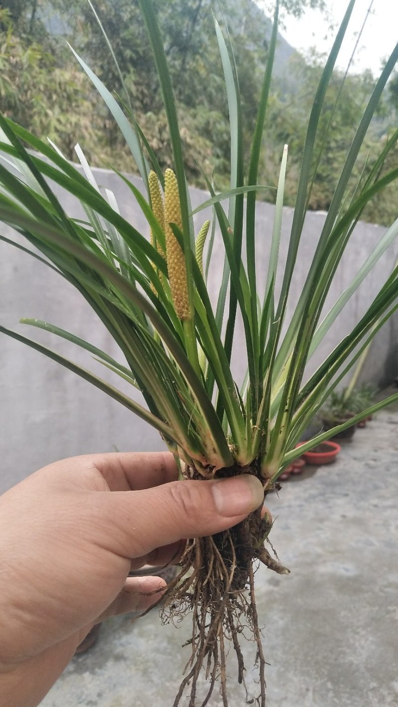 野生菖蒲