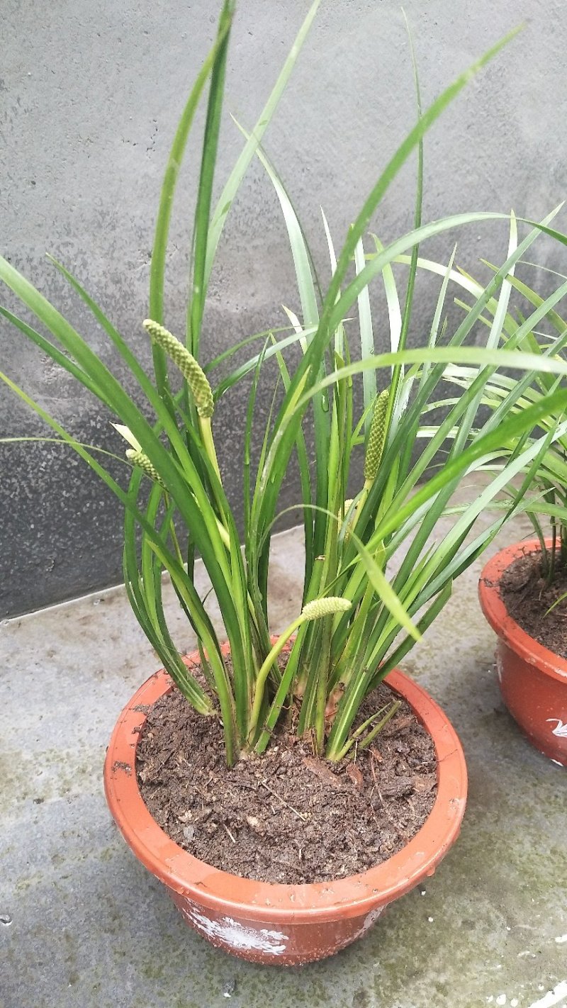 野生菖蒲
