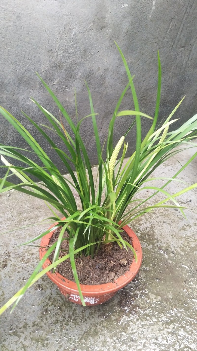 野生菖蒲