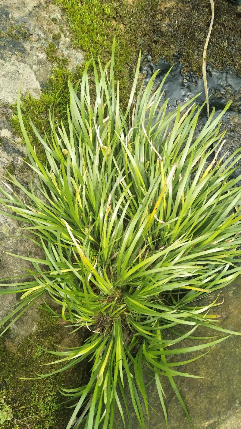 野生菖蒲