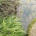 野生菖蒲