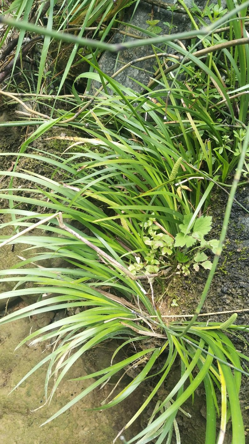 野生菖蒲