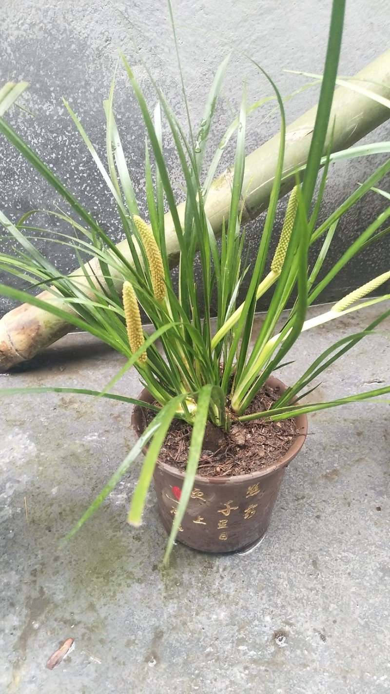 野生菖蒲