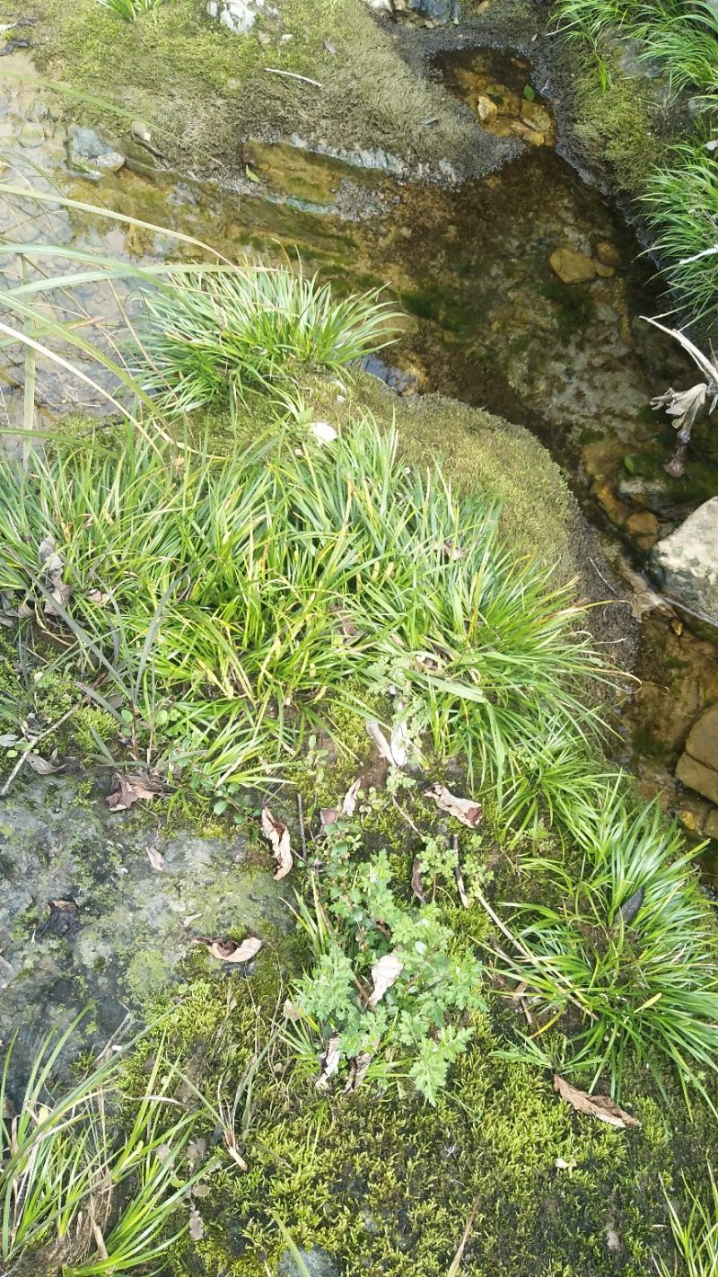 野生菖蒲