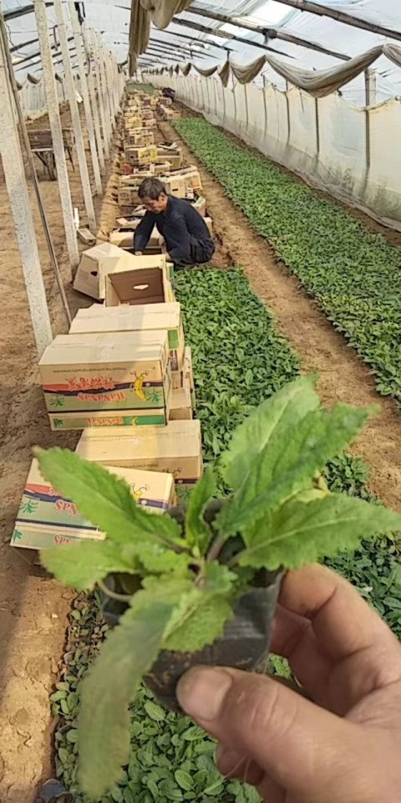 地被鼠尾草杯苗袋苗价格蓝花鼠尾草一串蓝紫气东来花卉