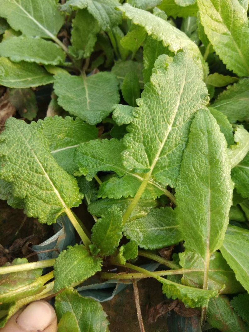 地被鼠尾草杯苗袋苗价格蓝花鼠尾草一串蓝紫气东来花卉