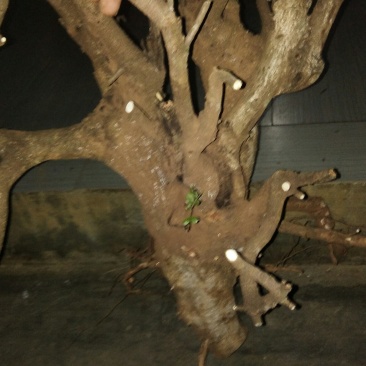 清香木