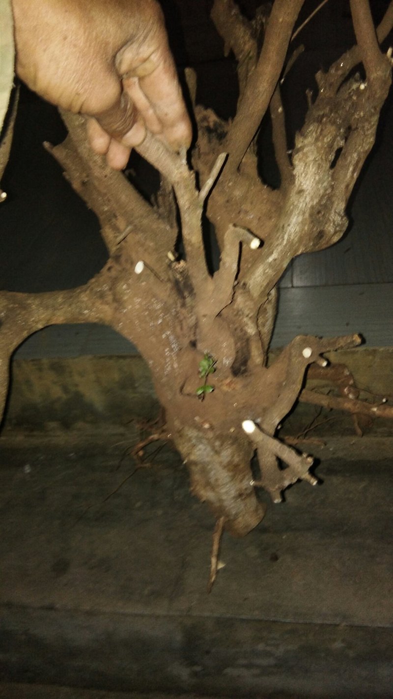 清香木