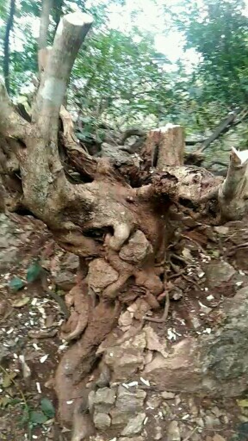 清香木