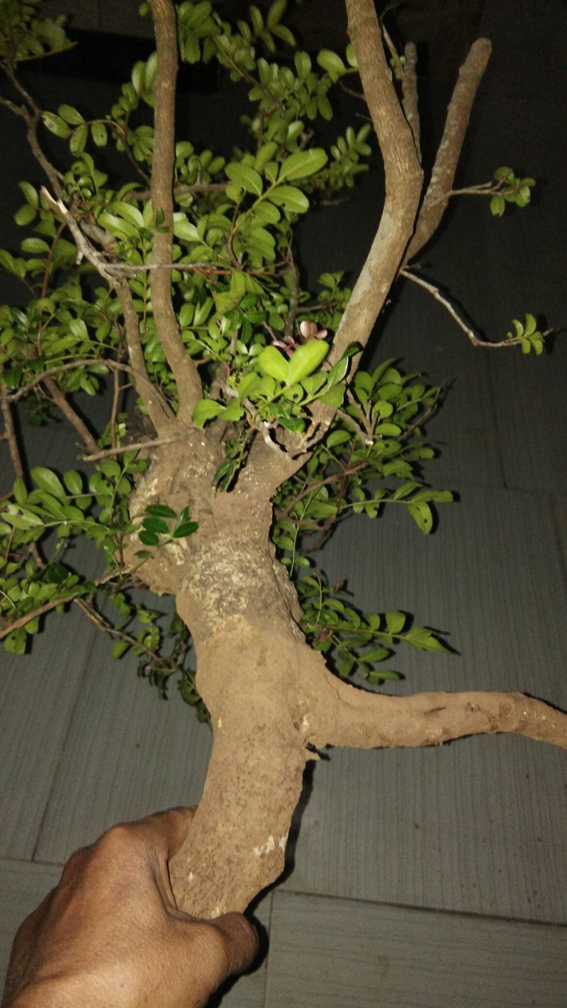 清香木