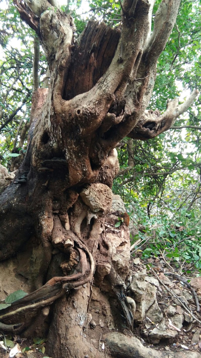 清香木
