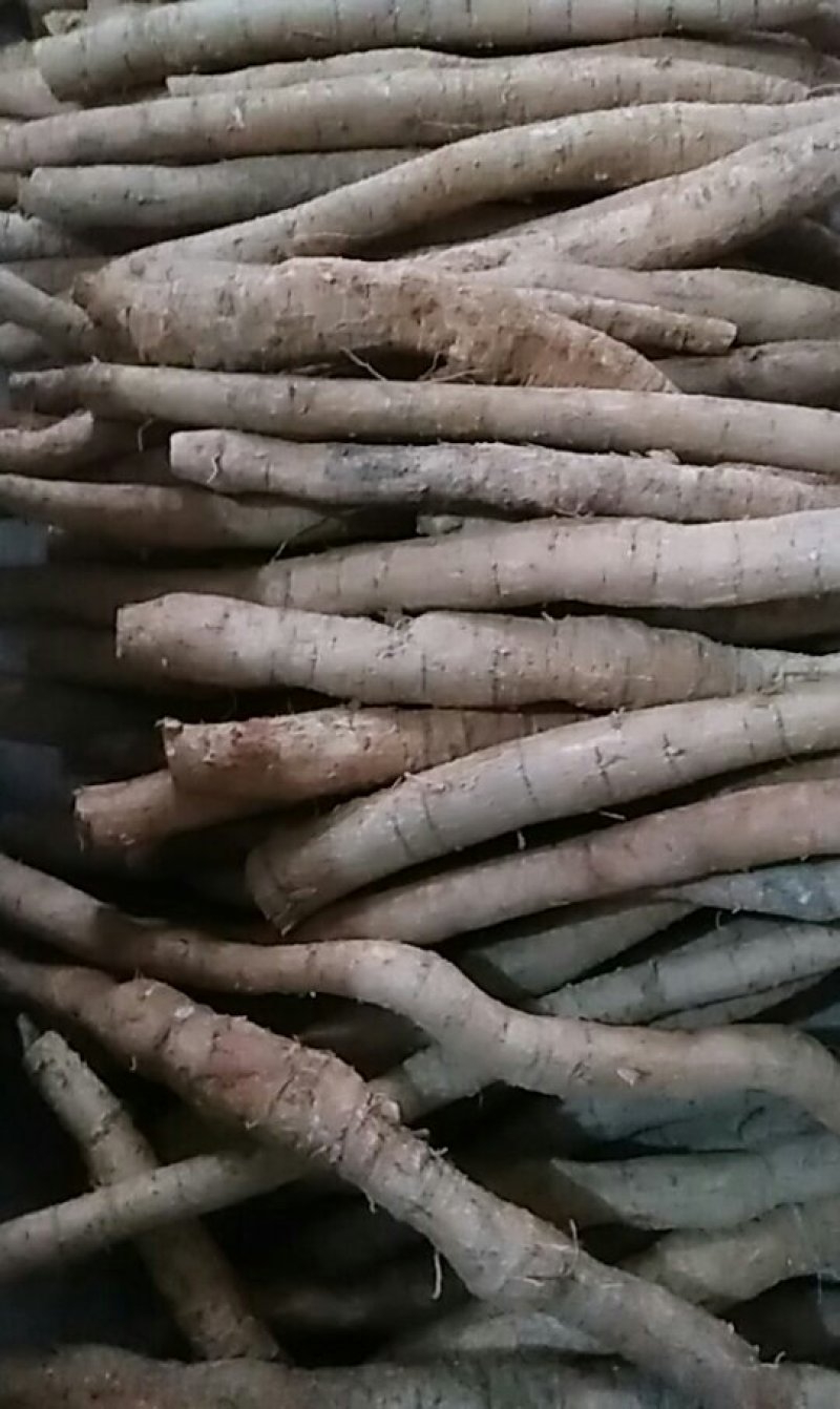 牛大力新鲜货大叶牛大力煲汤清甜润肺舒筋活络。