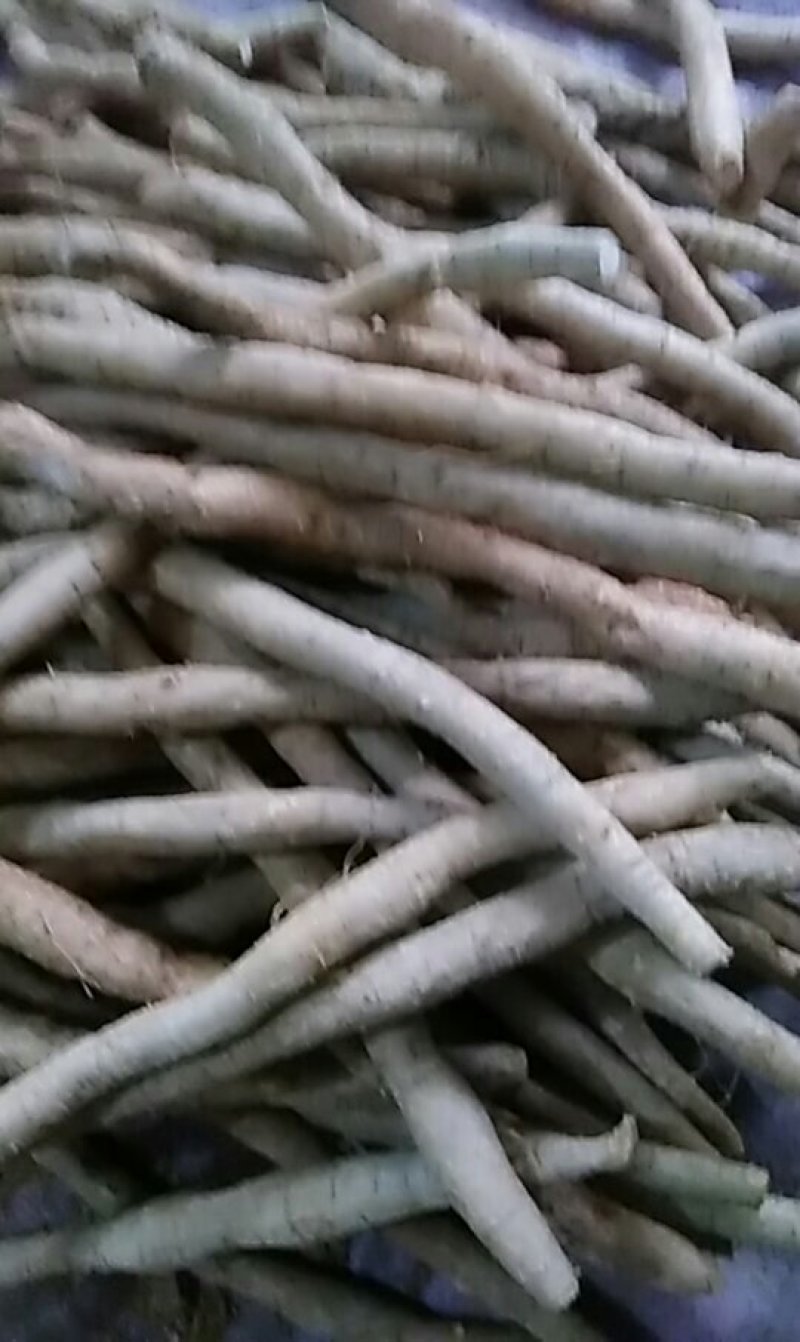 牛大力新鲜货大叶牛大力煲汤清甜润肺舒筋活络。