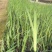 黄菖蒲水生绿化用植物黄菖蒲营养袋苗