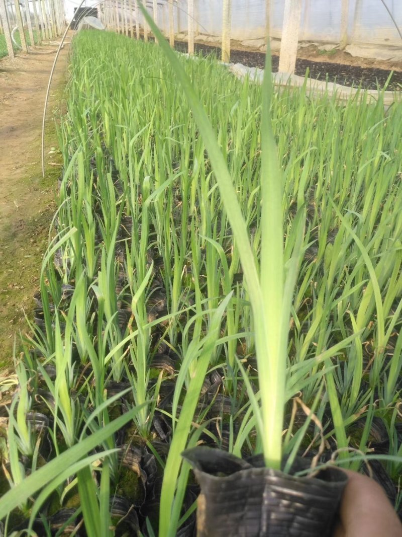 黄菖蒲水生绿化用植物黄菖蒲营养袋苗
