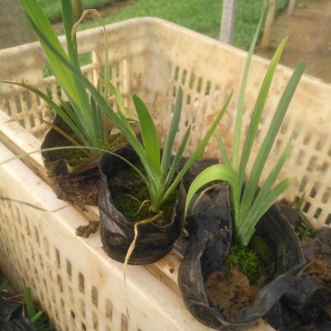 黄菖蒲水生绿化用植物黄菖蒲营养袋苗