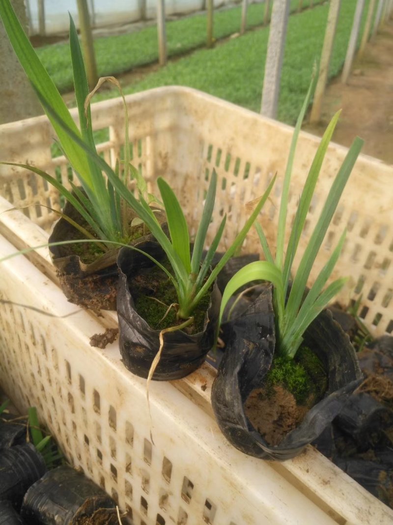 黄菖蒲水生绿化用植物黄菖蒲营养袋苗