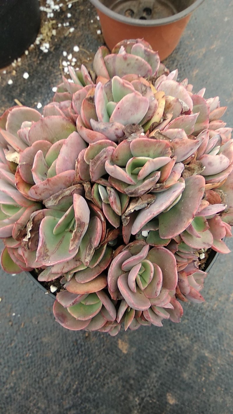 多肉植物