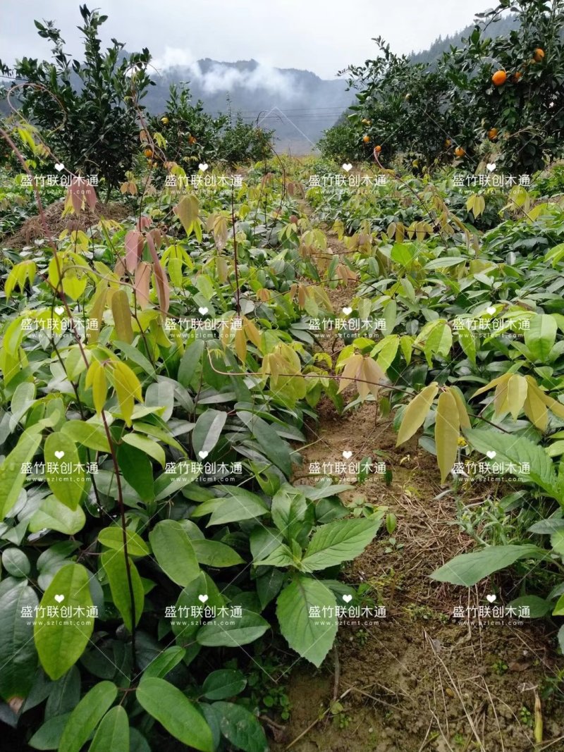 优质八月瓜，九月黄，布付娜苗，当年挂果