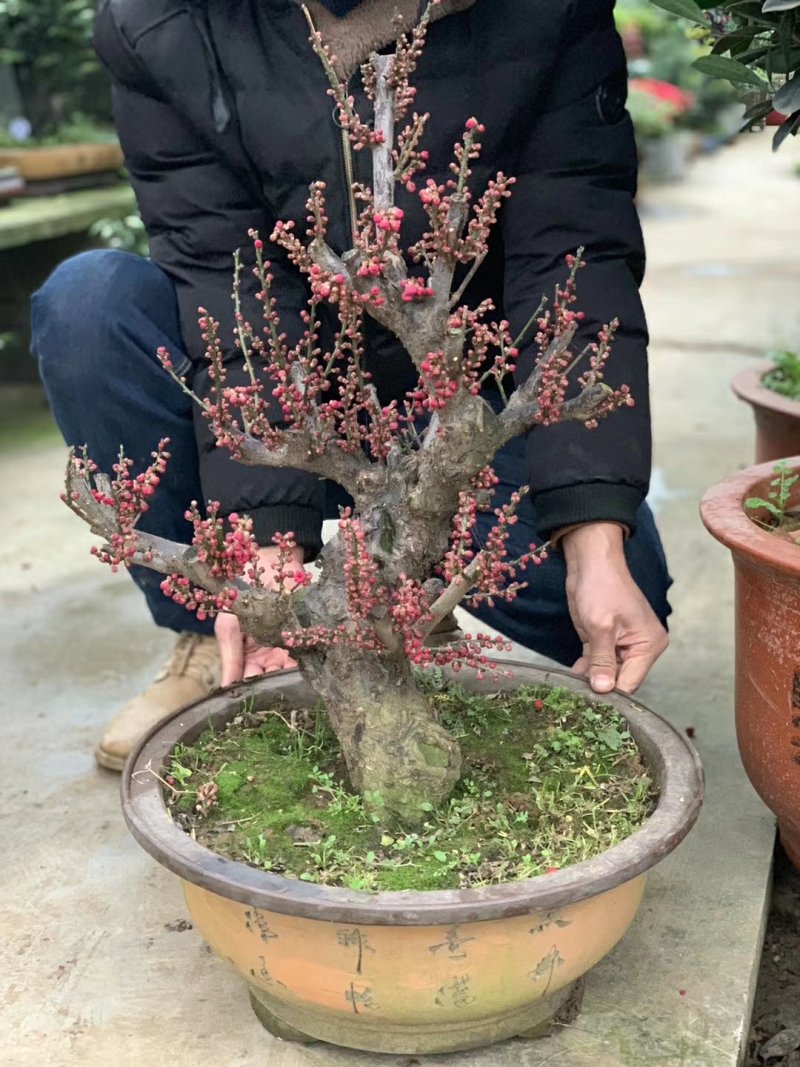 朱砂梅，原生骨里红，红梅苗，芳香四溢，成活率高