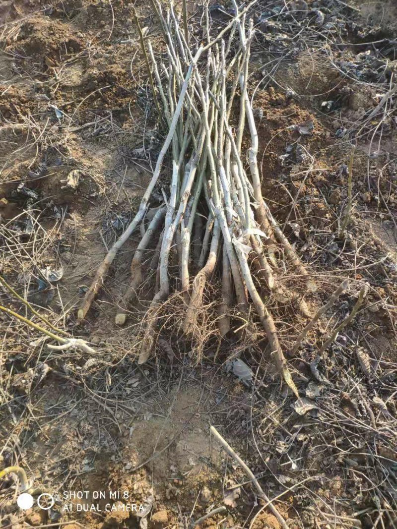核桃苗