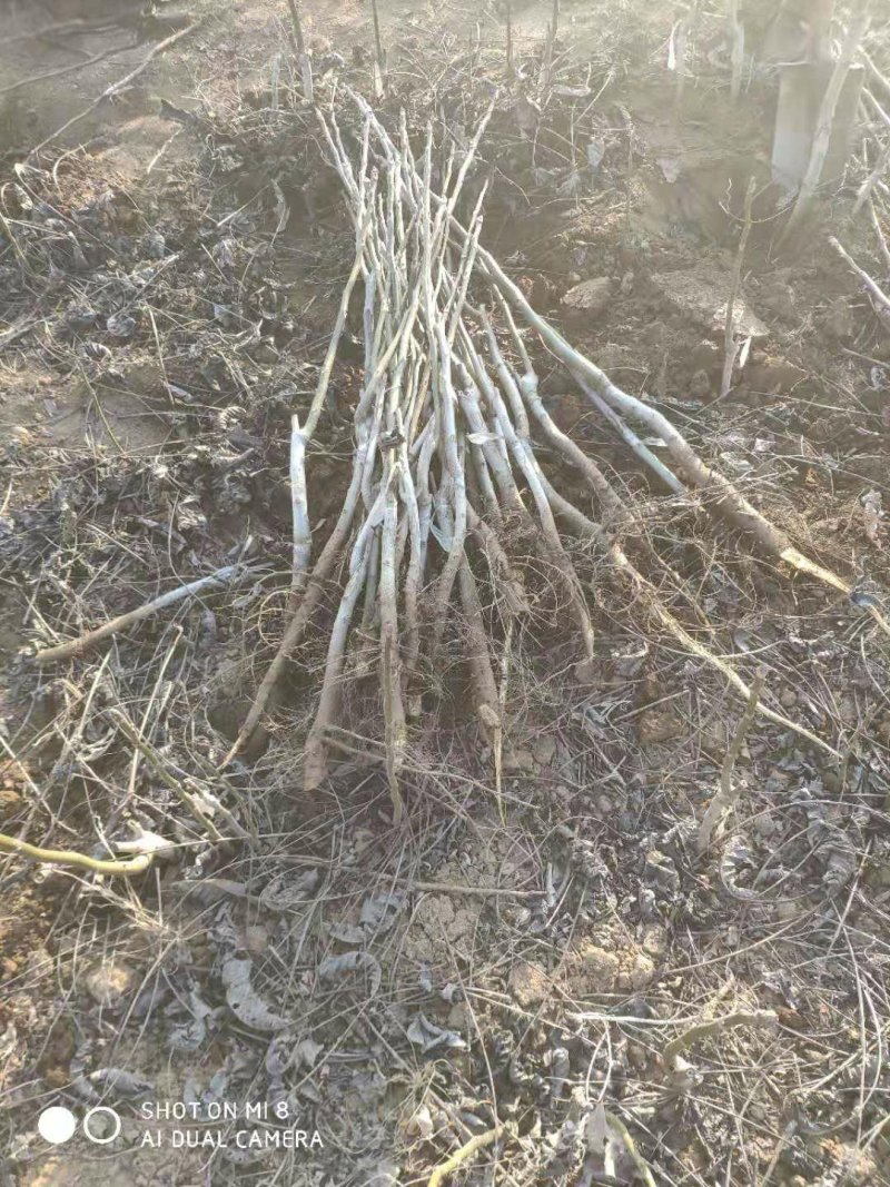 核桃苗