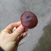 贵州百里杜鹃野生香菇，香菌