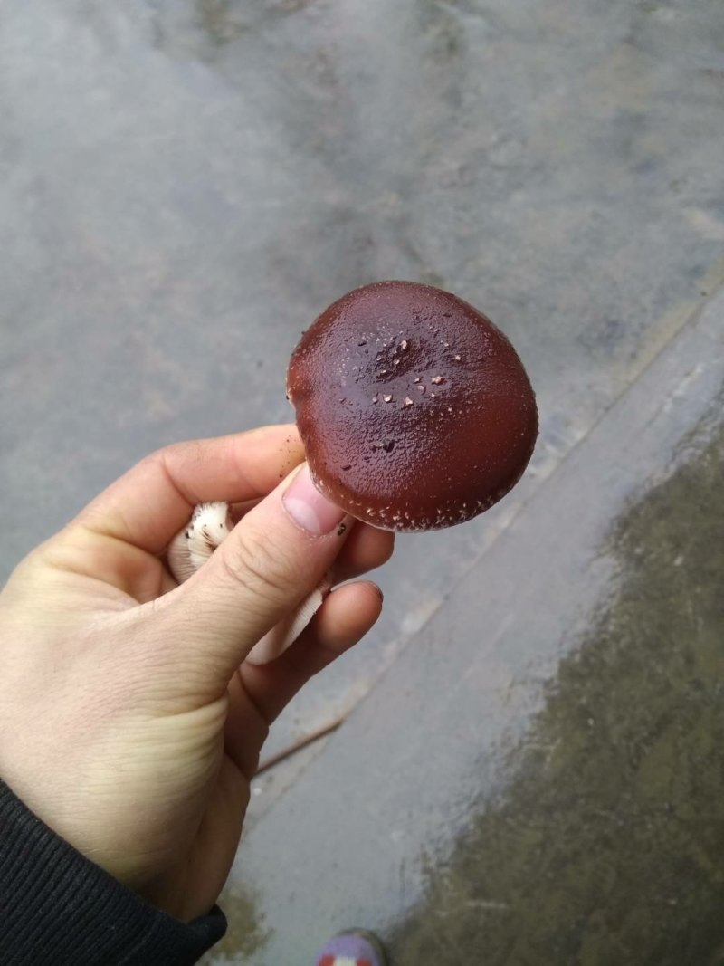 贵州百里杜鹃野生香菇，香菌