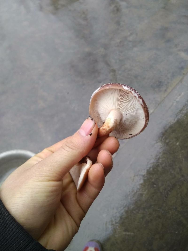 贵州百里杜鹃野生香菇，香菌