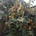 羊奶果水果苗大果绿化花卉观赏经庭院种植经济水果树苗