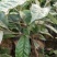 羊奶果水果苗大果绿化花卉观赏经庭院种植经济水果树苗