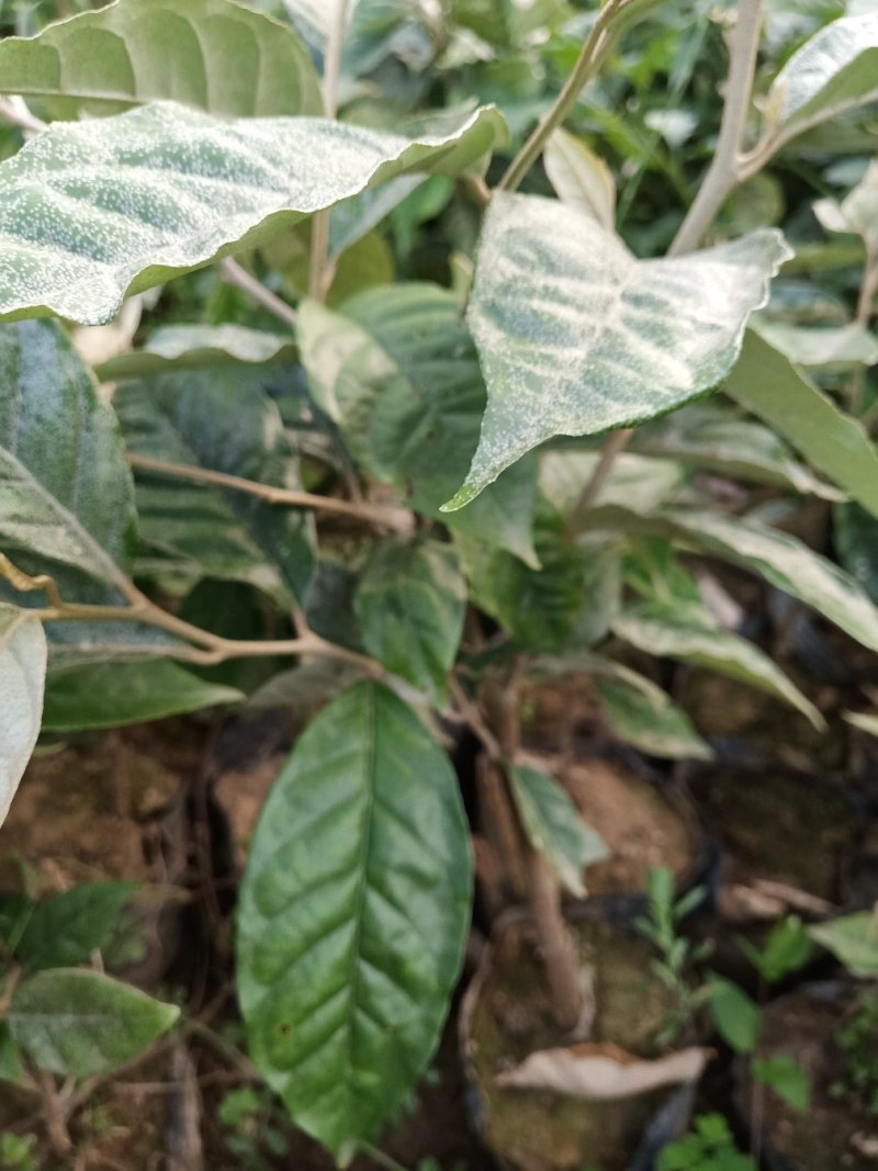 羊奶果水果苗大果绿化花卉观赏经庭院种植经济水果树苗