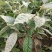 羊奶果水果苗大果绿化花卉观赏经庭院种植经济水果树苗