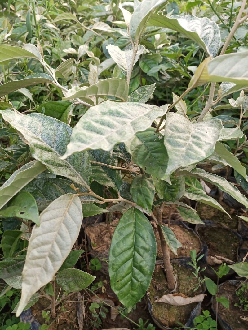 羊奶果水果苗大果绿化花卉观赏经庭院种植经济水果树苗