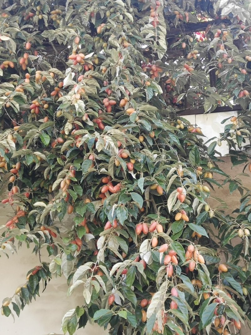 羊奶果水果苗大果绿化花卉观赏经庭院种植经济水果树苗